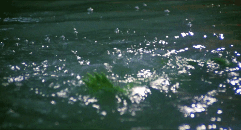 Green Frog Swimming in Water