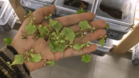 Green Leaf Insect GIF