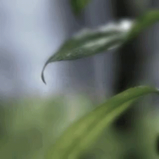 Green Leaf With Water Drop GIF