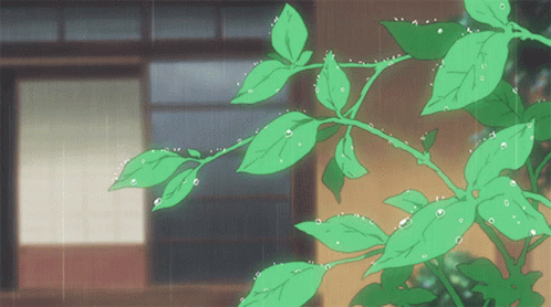 Green Leaves With Water Drops On Them In The Rain GIF