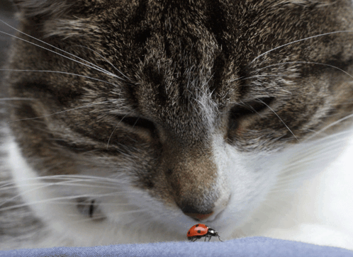 Green Moth On Blue Background GIF