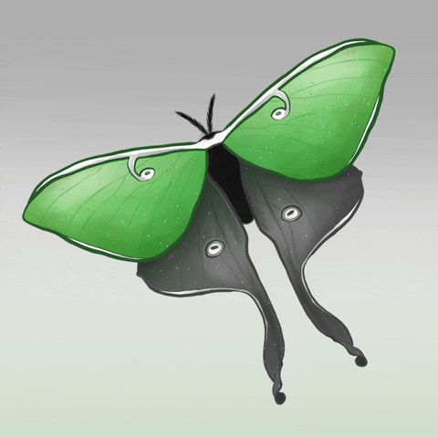 Green Moth Sketch Art GIF