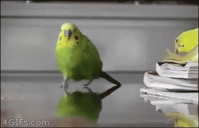 Green Parakeet Standing Next to Pile of Papers