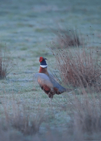 Green Pheasant Flapping Its Wings Fast GIF