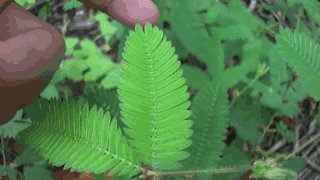 Green Shame Plant Hiding GIF