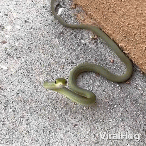 Green Snake Crawling Beside Wall GIF