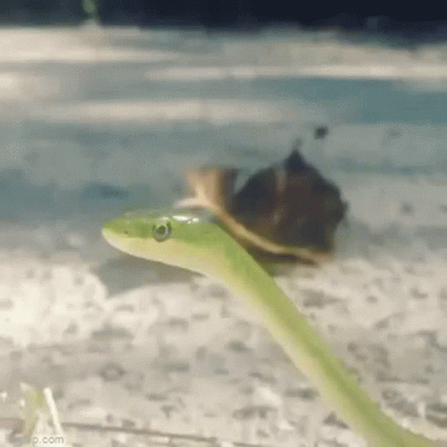 Green Snake Looking at Turtle