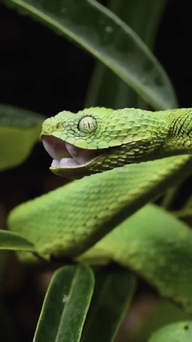Green Snake with Open Mouth