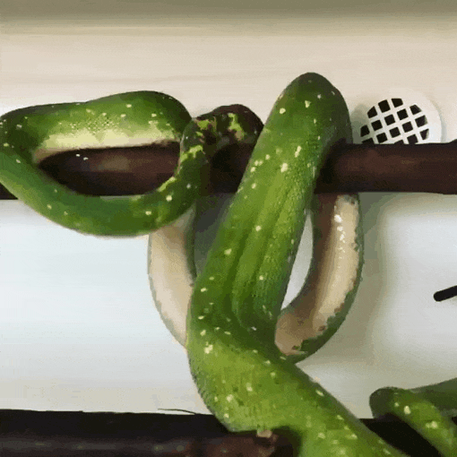 Green Tree Python Bedtime GIF
