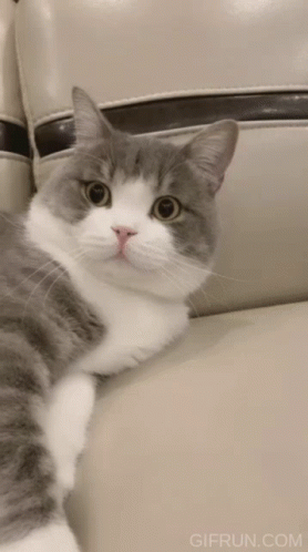 Grey And White Cat Laying On Couch GIF