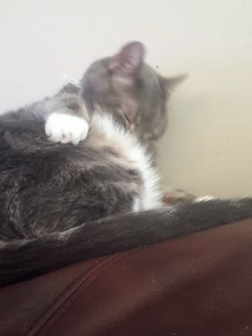 Grey and White Cat Laying on Couch
