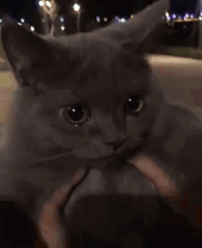 Grey Crying Cat Tongue Out GIF