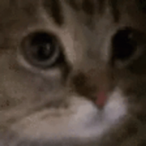 Grey Little Cat Meow GIF