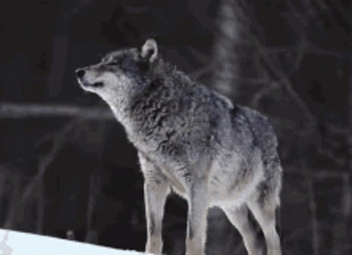Grey Wolf Howling In The Snow GIF