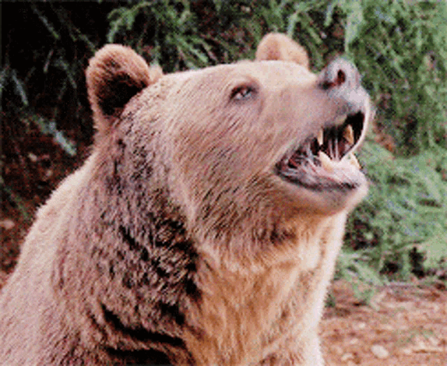 Greys Anatomy Grizzly Bear Gif GIF