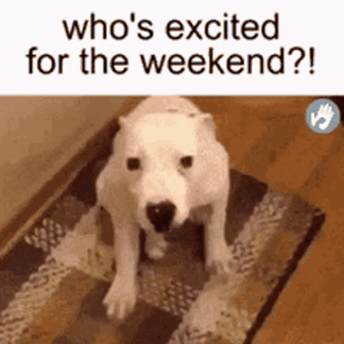 Grinning Dog Whose Excited Almost The Weekend GIF