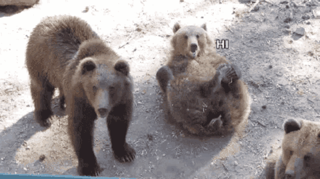 Grizzly Bear Hi GIF