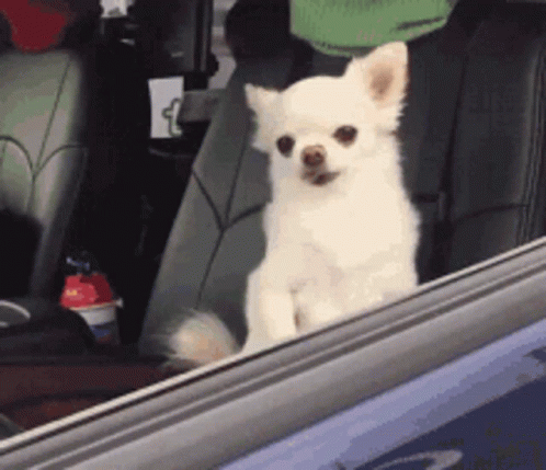 Groggy Chihuahua Dogs GIF