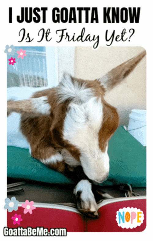 Groggy Goat Is It Friday Yet Face GIF