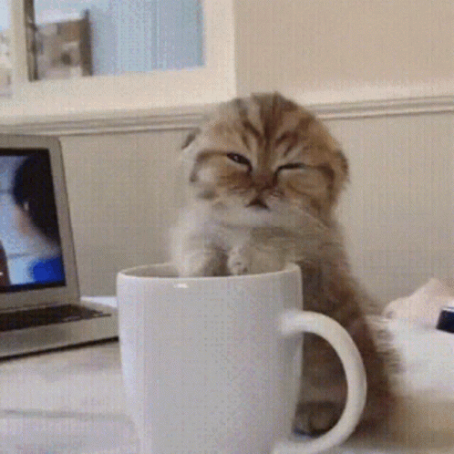 Groggy Kitten In A Cup GIF