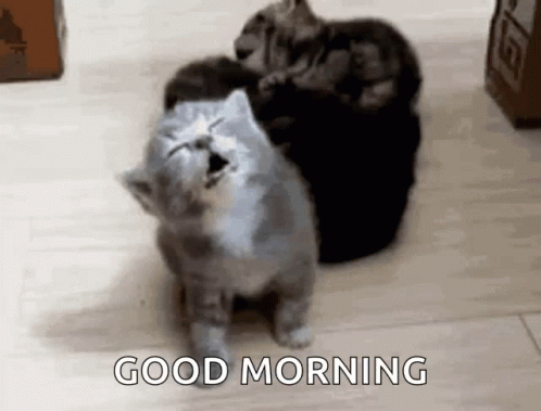 Groggy Morning Kitten GIF