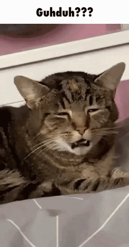 Groggy Tabby Disgust Face GIF