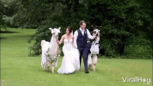Groom Bride Llamas Wedding GIF