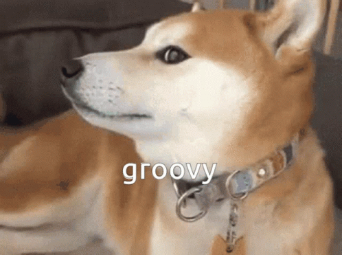 Shiba Inu Dog Groovy GIF