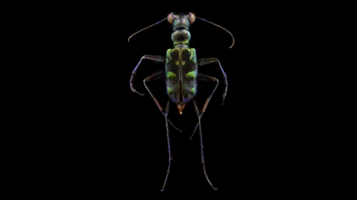Ground Beetle Insect GIF