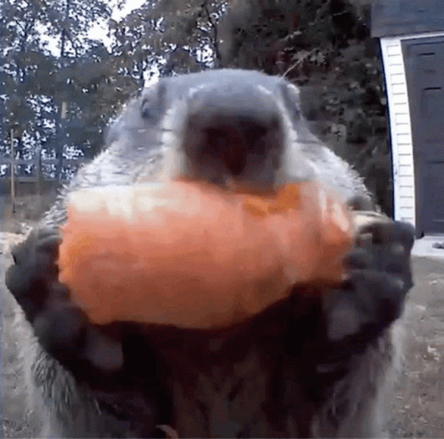 Ground Squirrel Holding Food