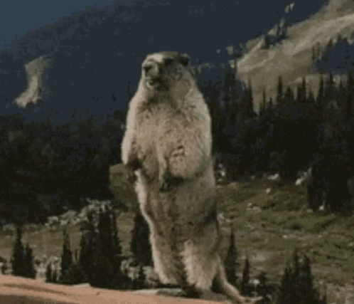 Ground Squirrel on Hind Legs Before Mountain