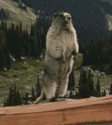 Ground Squirrel on Hind Legs Hola