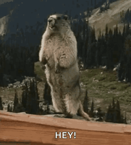 Ground Squirrel on Hind Legs Saying Hey