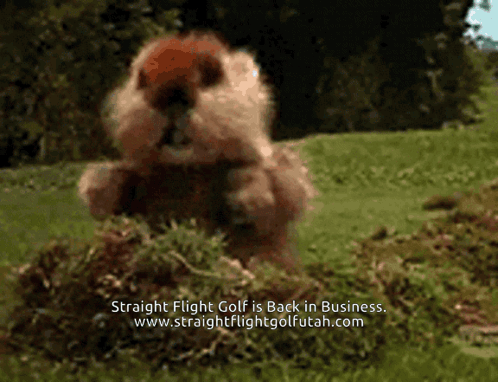 Ground Squirrel on Hind Legs Saying What