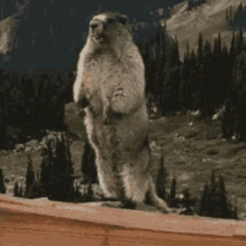 Ground Squirrel on Hind Legs With Maaaaaaak