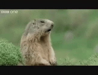 Ground Squirrel Sitting in Grass Looking at Camera