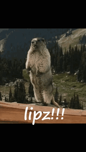 Ground Squirrel Standing Beside Lipz Sign