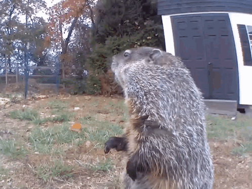 Ground Squirrel Standing by Garage Door