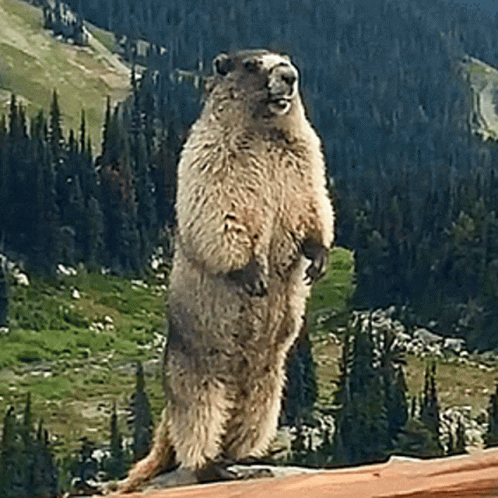 Ground Squirrel Standing on Hind Legs Before Mountain