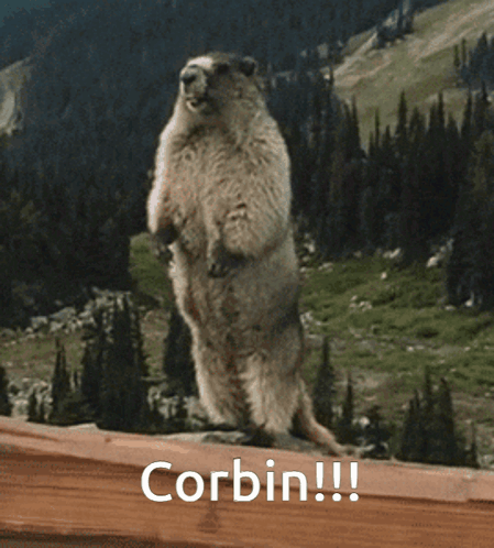 Ground Squirrel Standing On Hind Legs Corbin GIF
