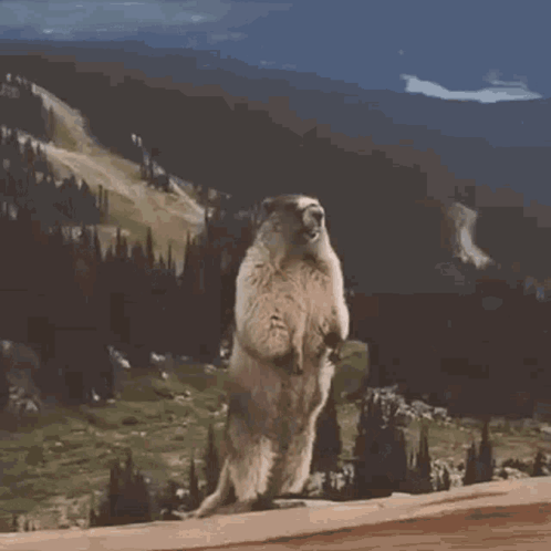 Ground Squirrel Standing on Hind Legs in Front of Mountain