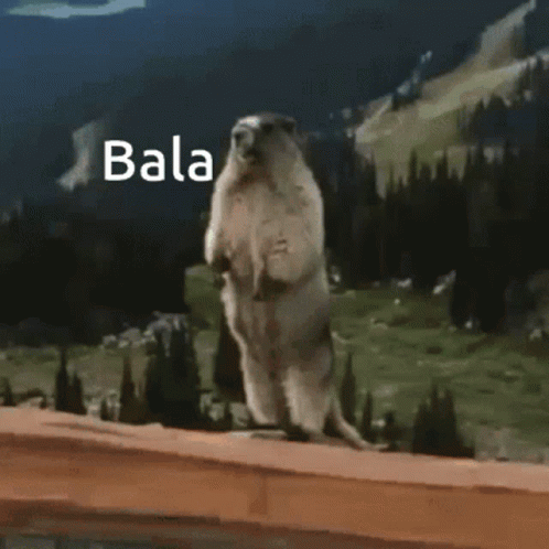 Ground Squirrel Standing On Hind Legs Saying Bala GIF