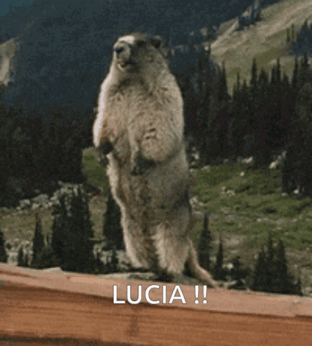 Ground Squirrel Standing on Hind Legs Saying Lucia