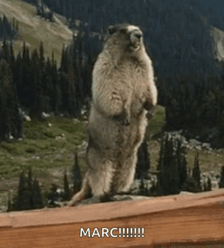 Ground Squirrel Standing on Hind Legs Saying Marc