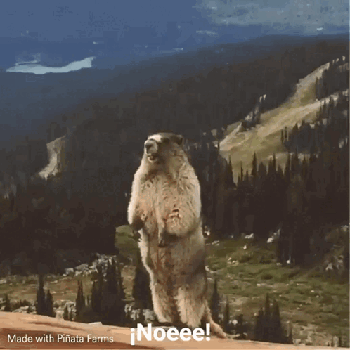 Ground Squirrel Standing on Hind Legs Saying Noeee