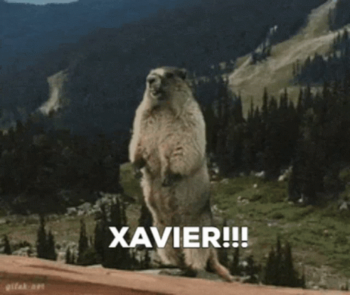 Ground Squirrel Standing On Hind Legs Saying Xavier GIF