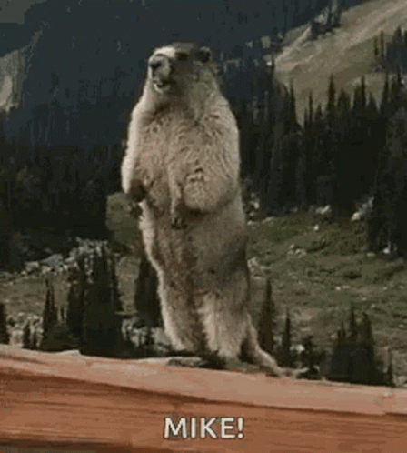 Ground Squirrel Standing On Hind Legs GIF