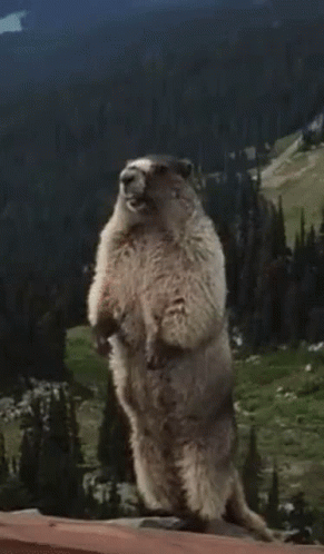 Ground Squirrel Standing Saying Pew