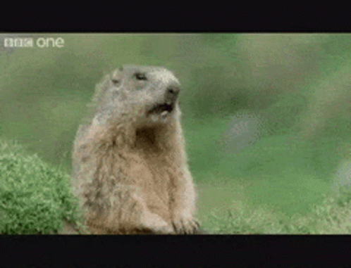 Ground Squirrel Yawning Near BBC Logo