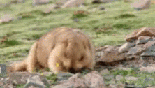Groundhog Find Something GIF